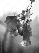 preview bw