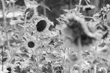 preview bw