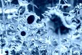 preview cold
