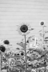 preview bw