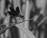 preview bw