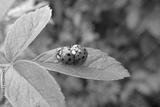 preview bw