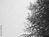 preview bw