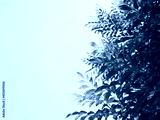 preview cold