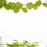 preview original