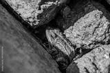 preview bw