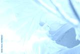 preview cold