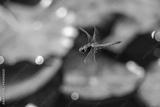preview bw