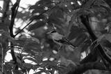 preview bw