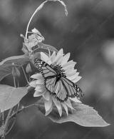 preview bw