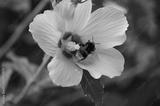 preview bw