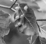 preview bw