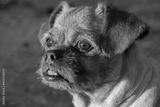 preview bw