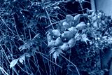 preview cold