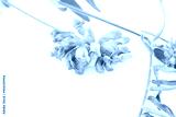 preview cold