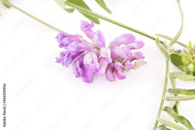 image to crop