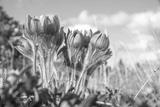 preview bw