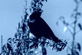 preview cold