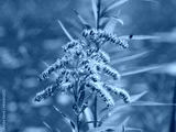 preview cold