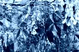 preview cold