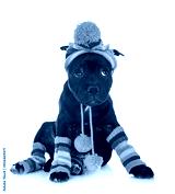 preview cold