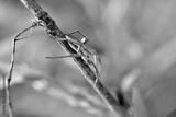preview bw