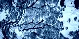 preview cold