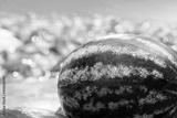 preview bw