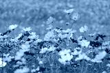 preview cold