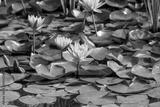 preview bw