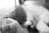preview bw
