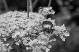 preview bw