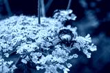 preview cold