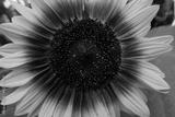 preview bw