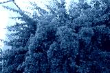 preview cold