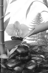 preview bw