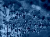 preview cold
