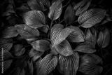 preview bw