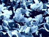 preview cold