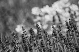 preview bw