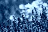 preview cold