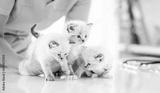 preview bw