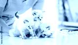 preview cold