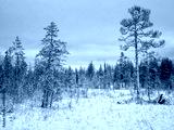 preview cold
