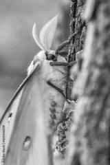 preview bw
