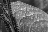 preview bw