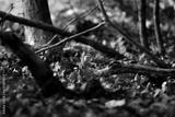 preview bw