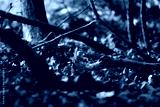 preview cold