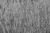 preview bw