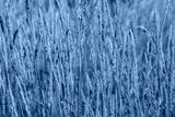 preview cold
